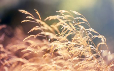Gün batımında yakın kadar ekoloji doğa makro çayır