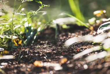 Orman zemin flora yakın kadar ekoloji doğa makro