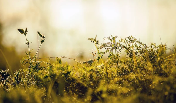 Wild meadow flora close up, ecology nature macro — Stock Photo, Image