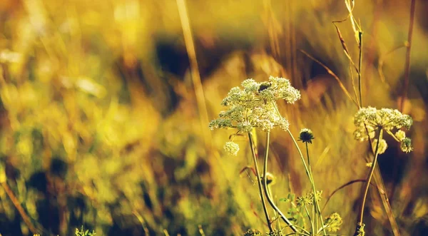 Wild meadow flora close up, ecology nature macro — Stock Photo, Image