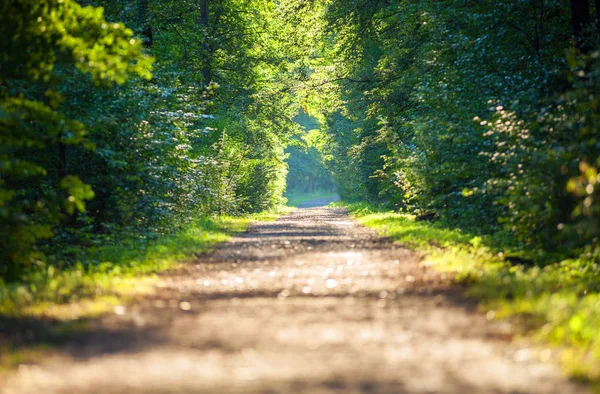 Caminho de passarela na floresta, estrada de beco longo no parque — Fotografia de Stock
