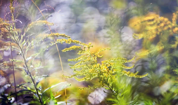 Summer meadow close up, ecology nature macro — Stock Photo, Image