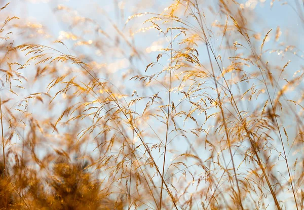 Prato estivo da vicino, ecologia natura macro — Foto Stock