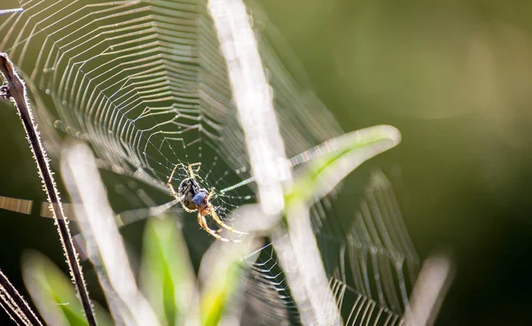 Ragnatela chiudere in prato selvaggio — Foto Stock