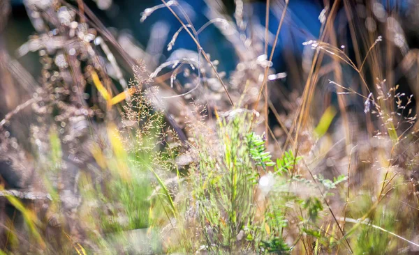 Meadow flora close up, ecology nature macro — Stock Photo, Image