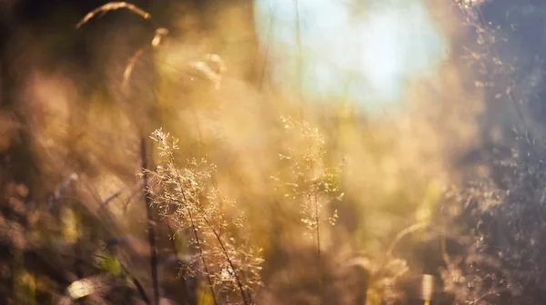 Meadow at sunset close up, ecology nature macro — Stock Photo, Image