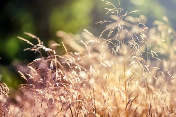 Prato al tramonto da vicino, ecologia natura macro — Foto Stock