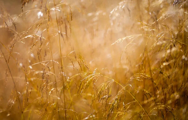 Prato al tramonto da vicino, ecologia natura macro — Foto Stock