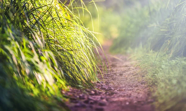 Camino de línea en el bosque de cerca, ecología naturaleza macro — Foto de Stock