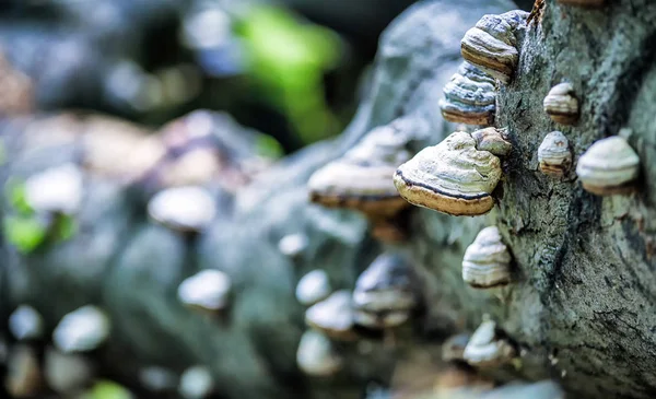 Many mushrooms on tree trunk, fungus closeup — Stock Photo, Image