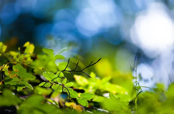 Bos grond flora dicht omhoog, ecologie natuur macro — Stockfoto
