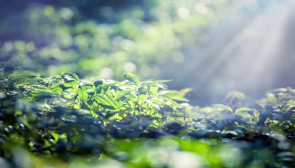 Bos grond flora dicht omhoog, ecologie natuur macro — Stockfoto