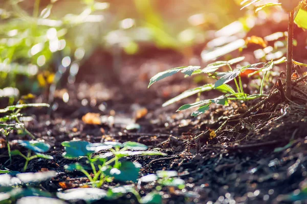 Forest ground flora close up, ecology nature macro — Stock Photo, Image