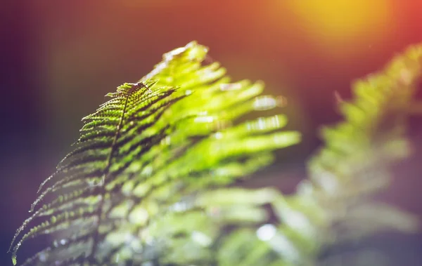 Fougère en forêt sauvage flore gros plan, écologie nature macro — Photo