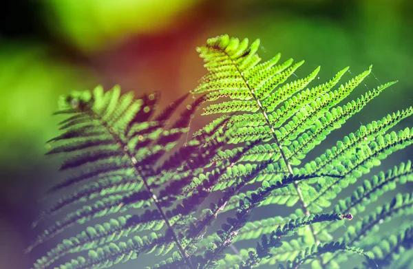 Fern in wild bos flora dicht omhoog, ecologie natuur macro — Stockfoto