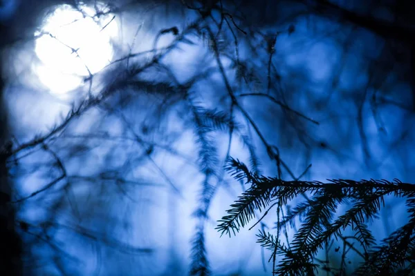 黑暗的夜森林, 万圣节背景 — 图库照片