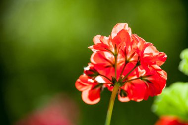 Balkon çiçekleri. Sardunya çiçeği yakın çekim
