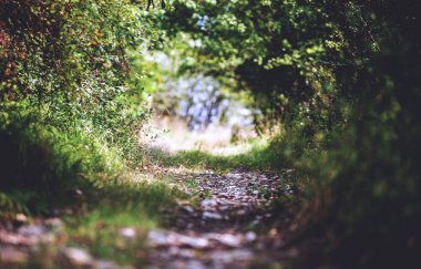 Orman tünel yolu ile