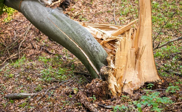 Broken fallen tree stem after storm — Stock Photo, Image