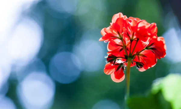 Balcony flowers. Blossom of geranium close up — Stock Photo, Image