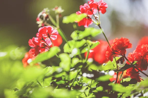 Balcony flowers, home garden with blossom of geranium — Stock Photo, Image