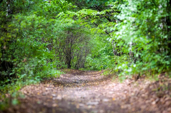 Floresta estrada túnel verde caminho fundo — Fotografia de Stock