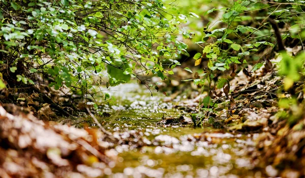 Fechar-se de água macro de rio pequena na natureza — Fotografia de Stock