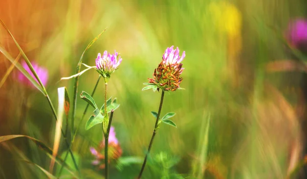 Close up grass and flowers at the wild meadow, macro nature — Stock Photo, Image