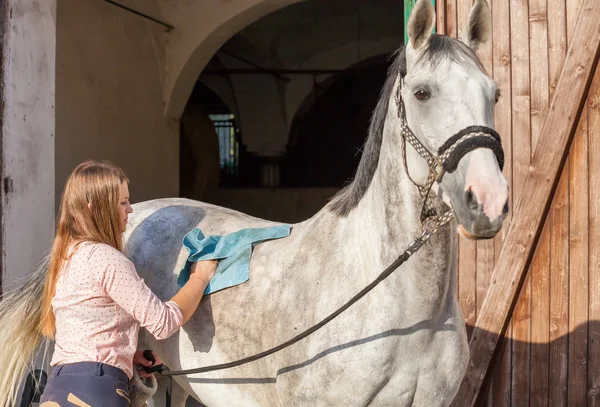 Horsewoman cleaning her horse in stable — Stock Photo, Image