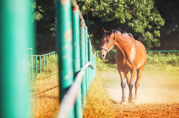 乗馬学校でパドックの馬 — ストック写真