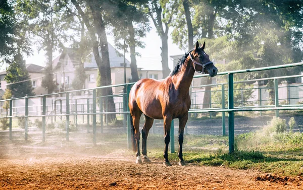 乗馬学校でパドックの馬 — ストック写真