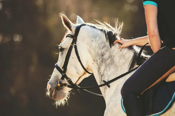 Horsewoman αναβάτη χαϊδεύοντας χαίτη αλόγου — Φωτογραφία Αρχείου