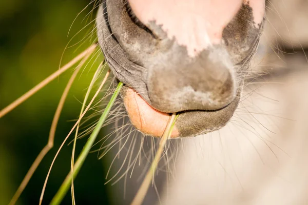 食べる干し草の中に馬の口 — ストック写真