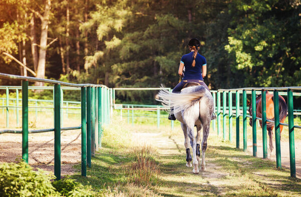 Rider woman in horse riding school. Jockey and horses