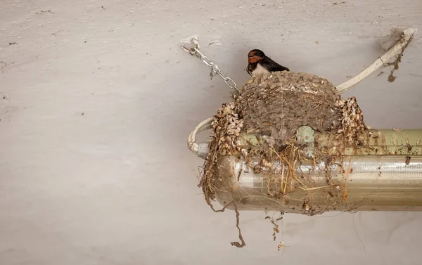 Engula o pássaro sentado no ninho sob o teto — Fotografia de Stock