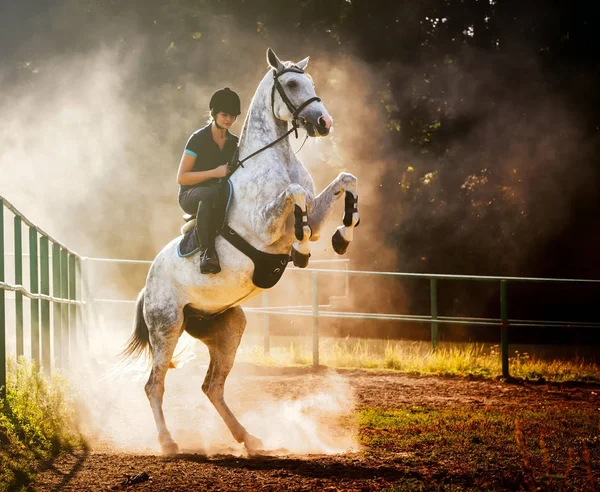 Wanita menunggang kuda dalam debu, berpose indah dengan kaki belakang — Stok Foto