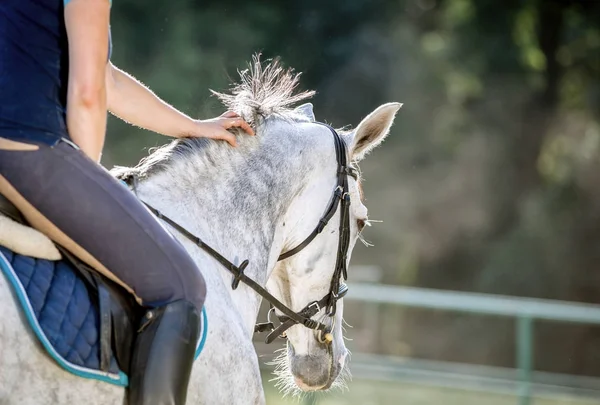 Mujer montando un caballo en el paddock, ropa deportiva de mujer a caballo —  Fotos de Stock