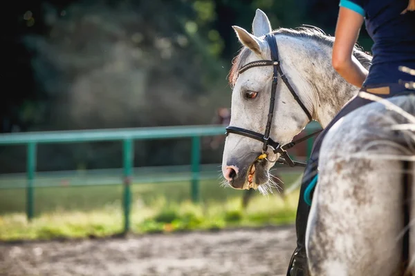 Žena, jízda na koni na paddock, jezdkyně sportovní oblečení — Stock fotografie