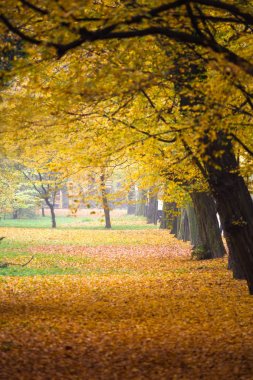 Sonbahar parkında renkli bir ara sokak