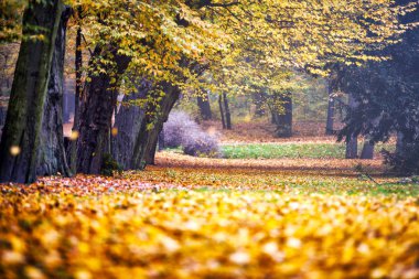 Sonbahar parkında renkli bir ara sokak