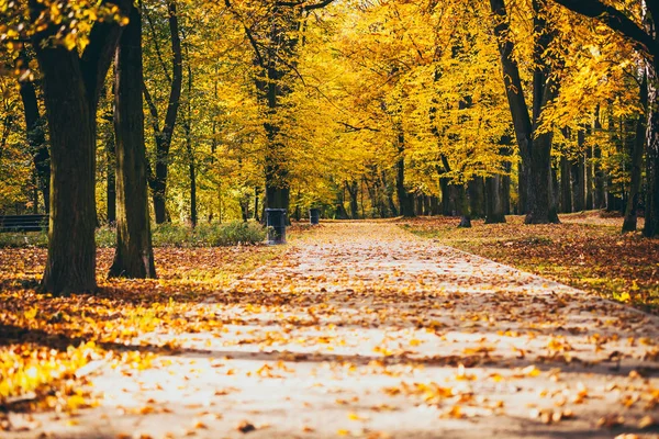 Warna-warni dedaunan di musim gugur taman — Stok Foto