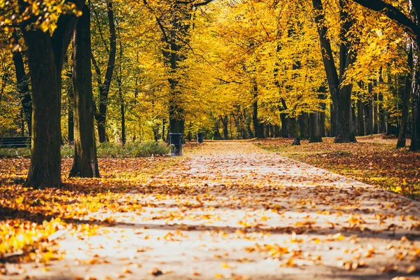 Färgglada lövverk i höstparken — Stockfoto