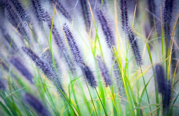 Herbe violette décorative dans le jardin — Photo