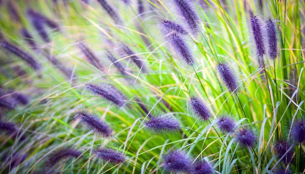 Herbe violette décorative dans le jardin — Photo