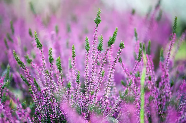 Heather ανθοφορίας λουλούδια, κοντινό πλάνο — Φωτογραφία Αρχείου