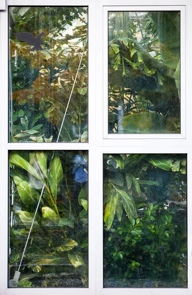 Greenhouse window with exotic plants in palm house — Stock Photo, Image