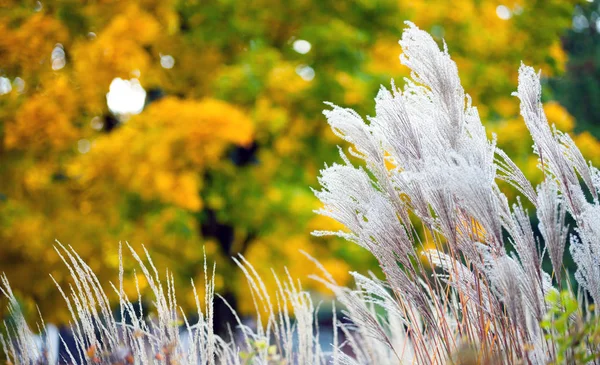 Pampas pluma grama outono parque — Fotografia de Stock