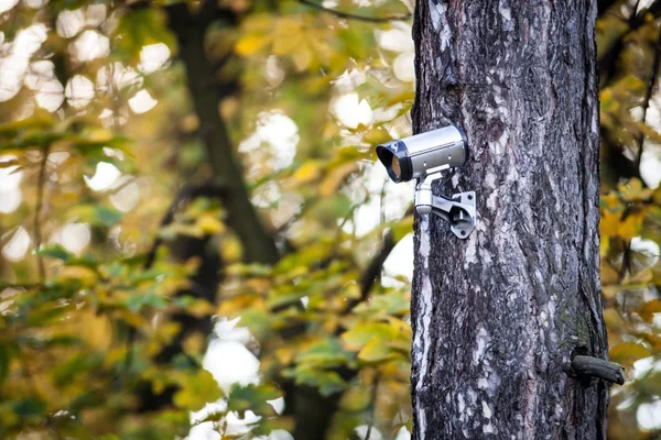 Telecamera di sicurezza sull'albero, sorveglianza nella foresta — Foto Stock