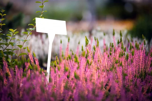 Signage of flower in garden blank board mock up — Stock Photo, Image