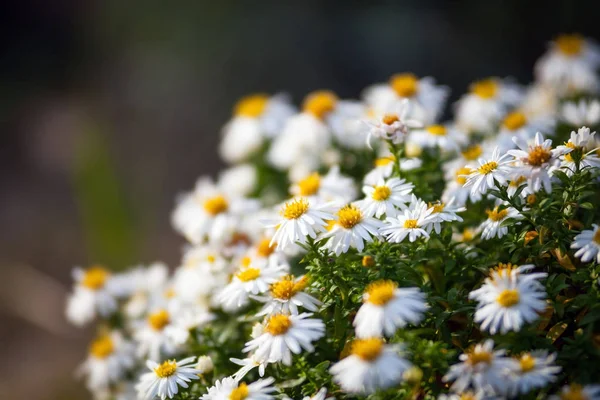 Kleine witte bloemen close-up, macro in tuin — Stockfoto